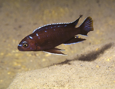 Chindongo sp. 'elongatus spot' Londo Bay